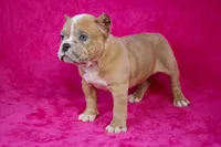 Fawn Merle Female 2, a female American Bully for sale in Orangeburg, SC – Photo 2 of 5