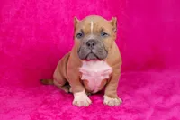 Fawn Female (white foot), a female American Bully for sale in Orangeburg, SC – Photo 1 of 6
