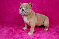 Fawn Merle Female 2, a female American Bully for sale in Orangeburg, SC – Photo 3 of 5