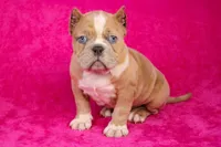 Fawn Merle Female, a female American Bully for sale in Orangeburg, SC – Photo 1 of 6
