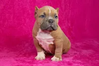 Fawn Female (white foot), a female American Bully for sale in Orangeburg, SC – Photo 3 of 6