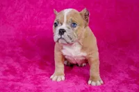 Fawn Merle Female 2, a female American Bully for sale in Orangeburg, SC – Photo 1 of 5