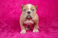 Fawn Merle Female, a female American Bully for sale in Orangeburg, SC – Photo 4 of 6