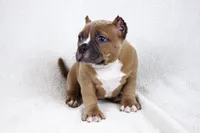 Fawn Female, a female American Bully for sale in Orangeburg, SC – 7 of 8