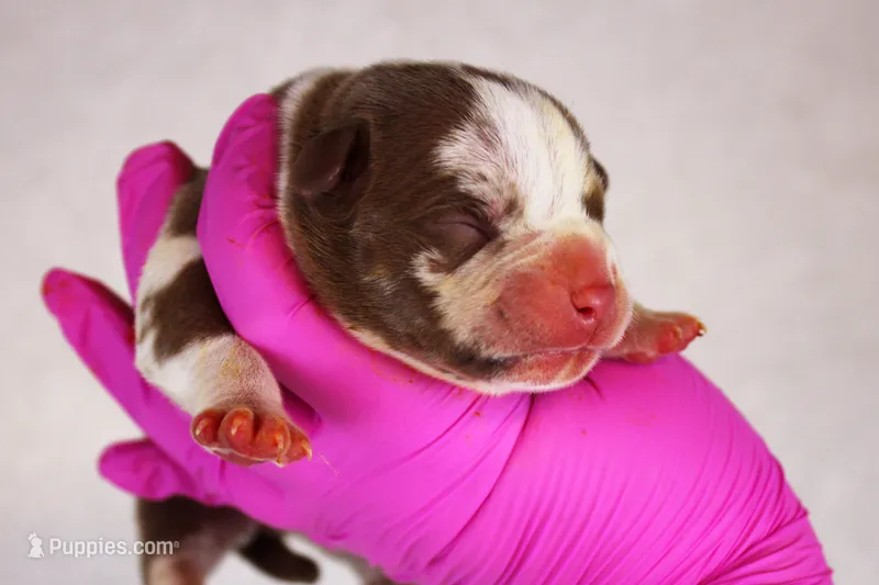 Chocolate Tri Merle Male – American Bully puppy for sale in Orangeburg, SC