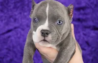 Brindle Female, a female American Bully for sale in Orangeburg, SC – 4 of 7