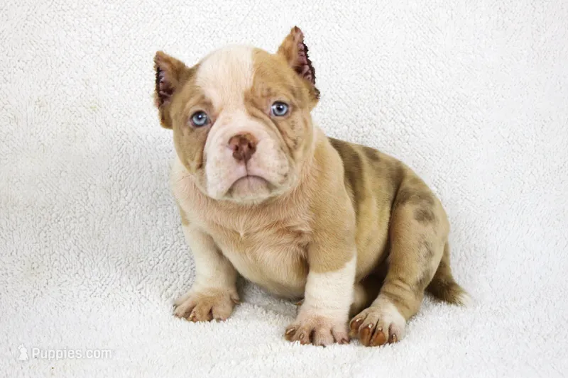 Lilac Merle Male – American Bully puppy for sale in Orangeburg, SC