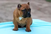 Black Fawn Male, a male American Bully for sale in Orangeburg, SC – Photo 2 of 6