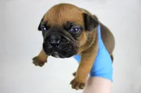 processed/4dd443c8-e511-45dd-9f85-13bfe7f8f8be/listing/e67cb4df-7dad-4e10-9438-361648d4723b/43d53cd7-5cfc-4b05-936c-99c4f31fa4d5