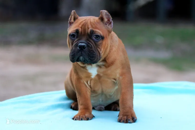Black Fawn Male – American Bully puppy for sale in Orangeburg, SC