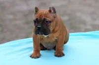 Black Fawn Male, a male American Bully for sale in Orangeburg, SC – Photo 4 of 6