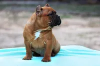 Black Fawn Male, a male American Bully for sale in Orangeburg, SC – Photo 6 of 6