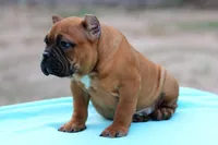 Black Fawn Male, a male American Bully for sale in Orangeburg, SC – Photo 3 of 6