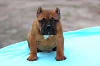 Black Fawn Male, a male American Bully for sale in Orangeburg, SC – Photo 5 of 6