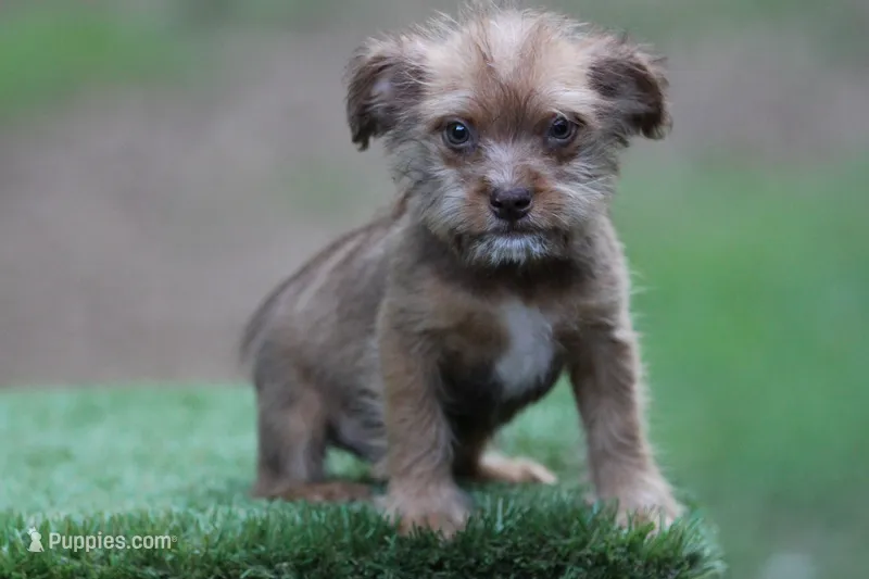 Female  – American Bully, Cavapoo puppy for sale in Orangeburg, SC