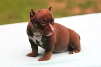 Chocolate Trindle Female, a female American Bully for sale in Orangeburg, SC – 6 of 10