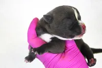 Blue Male, a male American Bully for sale in Orangeburg, SC – 2 of 3