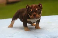 Chocolate Tri Male, a male American Bully for sale in Orangeburg, SC – 5 of 10