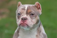 Lilac Tri Merle Female, a female American Bully for sale in Orangeburg, SC – 6 of 6