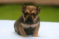 Sable Male, a male American Bully for sale in Orangeburg, SC – 2 of 7