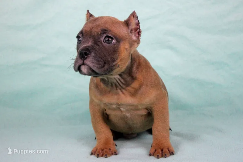 Fawn Male – American Bully puppy for sale in Orangeburg, SC
