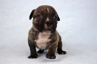 Black Brindle Male, a male American Bully for sale in Orangeburg, SC – 4 of 7