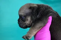 Sable Male, a male American Bully for sale in Orangeburg, SC – 5 of 5