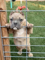 Fawn Male, a male American Bully for sale in Orangeburg, SC – 6 of 7