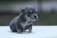 Blue Tri, a female American Bully for sale in Orangeburg, SC – 4 of 4
