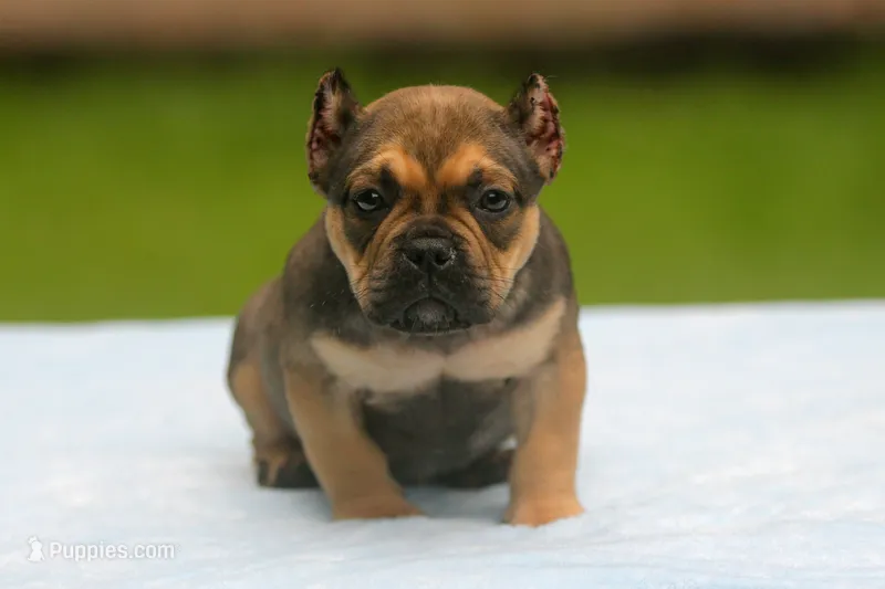 Sable Male – American Bully puppy for sale in Orangeburg, SC