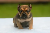 Sable Male, a male American Bully for sale in Orangeburg, SC – 1 of 7