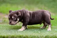 Chocolate Tri Yogi Son, a male American Bully for sale in Orangeburg, SC – 5 of 6