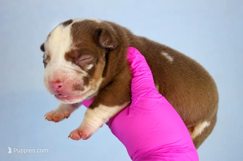 Chocolate Tri Merle Male – American Bully puppy for sale in Orangeburg, SC