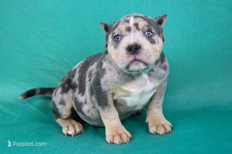 Blue Tri Merle female – American Bully puppy for sale in Orangeburg, SC