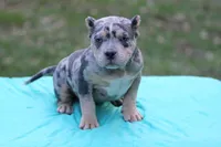 Blue Tri Merle female, a female American Bully for sale in Orangeburg, SC – Photo 3 of 6