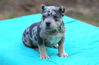 Blue Tri Merle female, a female American Bully for sale in Orangeburg, SC – Photo 4 of 6