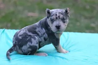 Blue Tri Merle female, a female American Bully for sale in Orangeburg, SC – Photo 2 of 6