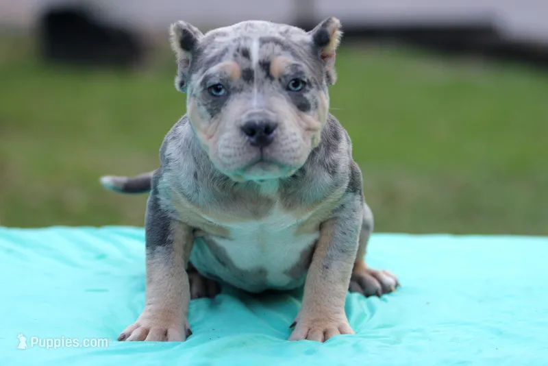 Blue Tri Merle female – American Bully puppy for sale in Orangeburg, SC