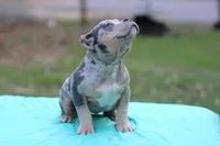 Blue Tri Merle female, a female American Bully for sale in Orangeburg, SC – Photo 5 of 6