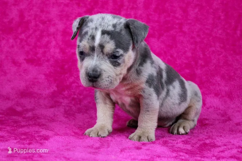 Blue Tri Merle female
