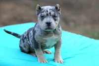 Blue Tri Merle female, a female American Bully for sale in Orangeburg, SC – Photo 6 of 6