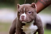 Chocolate Male, a male American Bully for sale in Orangeburg, SC – 4 of 5