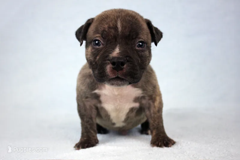 Black Brindle Male – American Bully puppy for sale in Orangeburg, SC