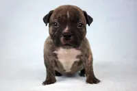 Black Brindle Male, a male American Bully for sale in Orangeburg, SC – 1 of 7