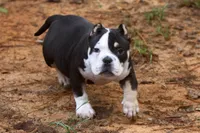 Black Tri Male, a male American Bully for sale in Orangeburg, SC – 5 of 7