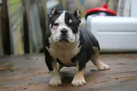 Black Tri Male, a male American Bully for sale in Orangeburg, SC – 7 of 7