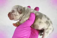 Lilac Merle Female, a female American Bully for sale in Orangeburg, SC – 2 of 3