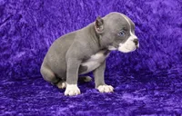 Brindle Female, a female American Bully for sale in Orangeburg, SC – 5 of 7