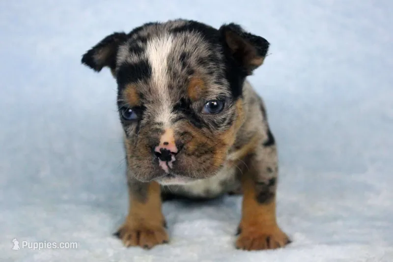 Black Tri Merle Male – American Bulldog puppy for sale in Orangeburg, SC
