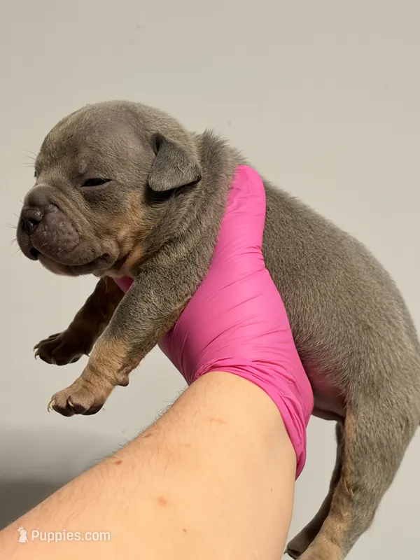 Blue Tri Male – American Bully puppy for sale in Orangeburg, SC